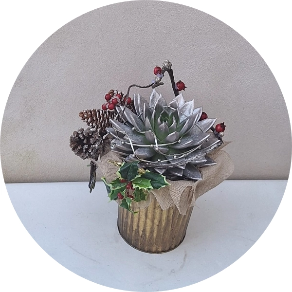 Echeveria argento