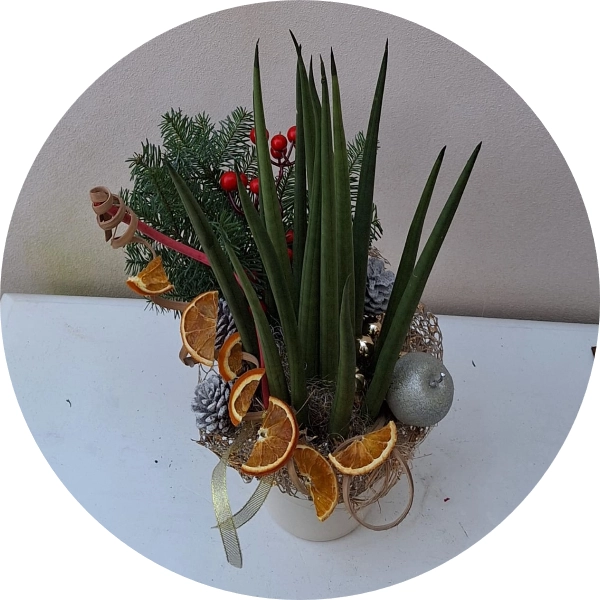 Sanseveria