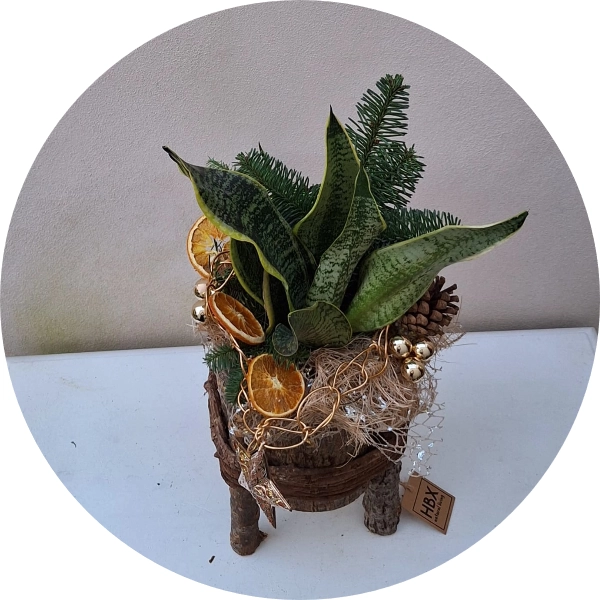 Sanseveria