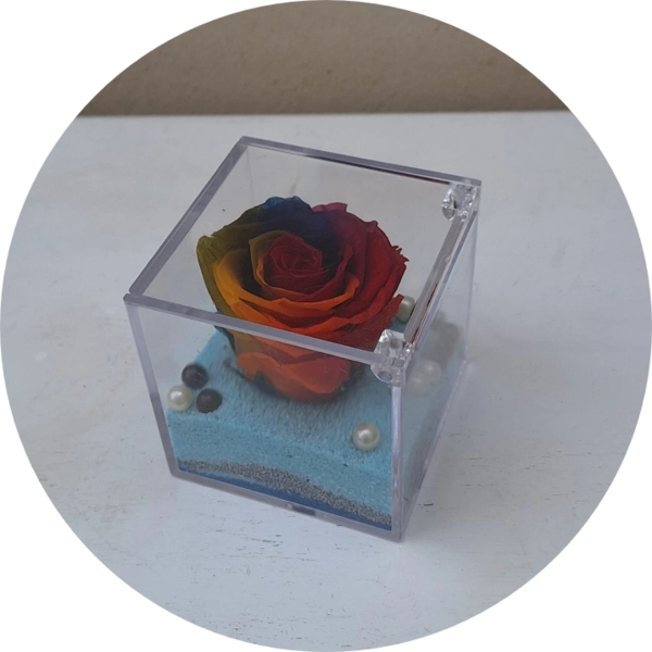Rosa arcobaleno